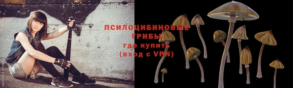 шишки Сосновоборск